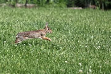 Cottontail rabbit running in green grass caught midair. 