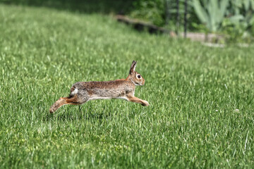 Cottontail rabbit running in green grass caught midair. 