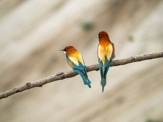 Photograph of two european bee-eater (Merops apiaster) sitting on the branch, male and female.
