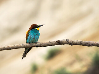 Photograph of one european bee-eater (Merops apiaster) sitting on the branch
