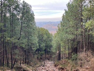 Fototapeta premium autumn forest in the mountains
