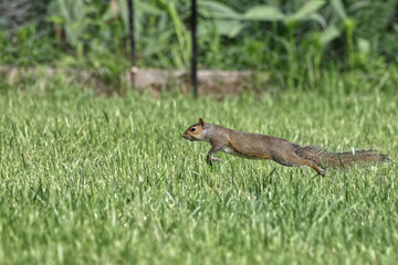 Gray squirrels running on green grass caught in midair. 