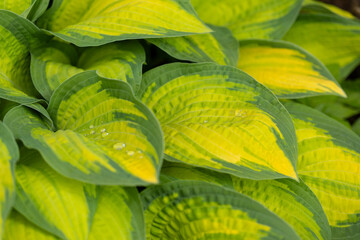 Obraz premium Hosta 'Orange Marmelade', żółte liście z zielonymi marginesami, roślina z rodziny szparagowatych (Asparagaceae), tapeta, baner lub tło do Twojego projektu