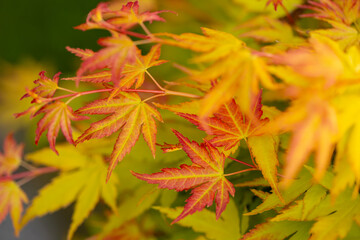 Żółte, pomarańczowe i czerwone liście klonu palmowego odmiany Acer palmatum 'Orange Dream', tło lub tapeta