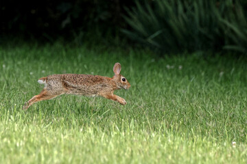 Cottontail rabbit running in green grass caught midair. 