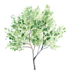 PNG Green tree illustration watercolor art.