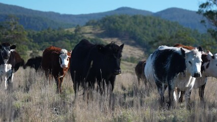 beautiful cattle in Australia  eating grass, grazing on pasture. Herd of cows free range beef being regenerative raised on an agricultural farm. Sustainable farming 