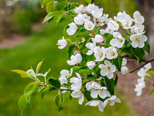 White crab-apple blossoms hanging down.