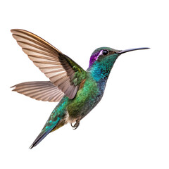 Fototapeta premium Hummingbird on white background, Colorful Hummingbird in Flight