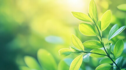 Fototapeta premium Leafy green plant with a bright green color. The leaves are full and healthy