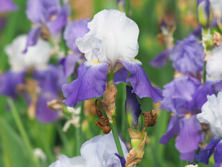 Purple white iris flower, Royal bearded iris