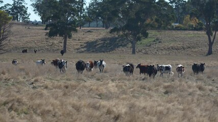 beautiful cattle in Australia  eating grass, grazing on pasture. Herd of cows free range beef being regenerative raised on an agricultural farm. Sustainable farming 
