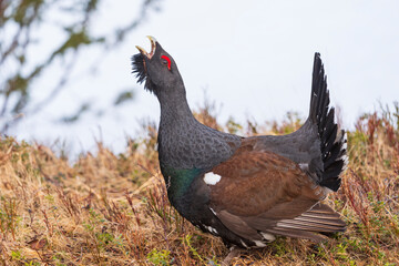 Western capercaillie (Tetrao urogallus)