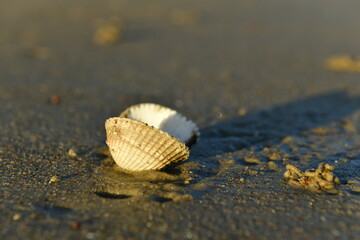 Jersey, U.K. A single eaten cockleshell on a beach in low sunlight.