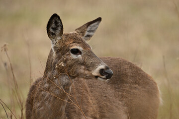 Close up portrait fo a  White Tailed Deer 