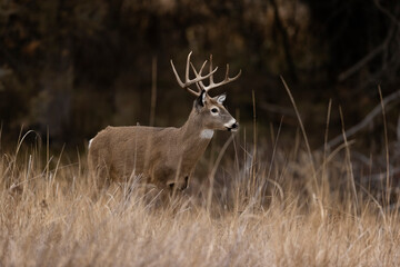  Whitetail Deer Buck - 5x5 typical