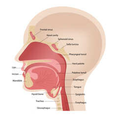 Anatomy of the upper respiratory tract. Illustration of the trigeminal nerve with a section of the human head.