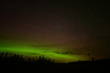 Northern Lights or Aurora Borielis showing dynamic green colors over a marsh