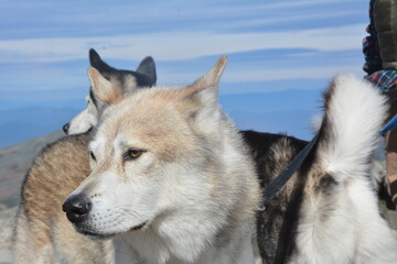 A powerful pack of wolves moves through a snowy forest, their eyes sharp and alert, showcasing unity, strength, and the raw beauty of the wild.