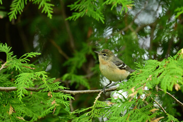 Female Bay Breasted Warbler bird perched in a cedar tree