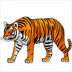 Obraz premium Tiger Vector Illustration. Vector image