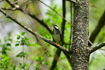 Summer scene of a Balckpoll Warbler bird perched in fhe forest 