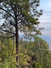 Obraz premium Trees with cloud showing beautiful weather in hilly area