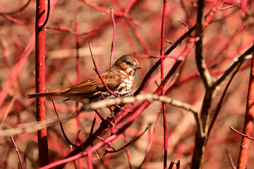 Spring scene of a Fox Sparrow sitting perched on a branch