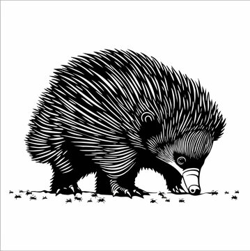 black and white echidna sniffing ants clip art preview