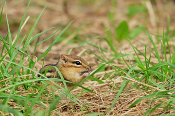 A cute little Chipmunk under the bird feeder