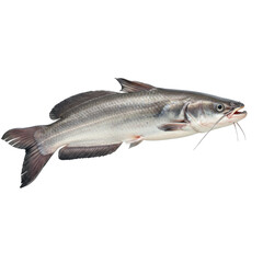 Naklejka premium Catfish on White Background Side View