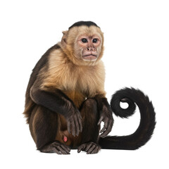 Capuchin Monkey Sitting and Looking Aside