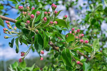 Branch of a wild apple tree with white flowers in spring.
