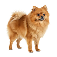 Obraz premium Pomeranian Dog Standing on White Background