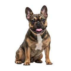 French Bulldog Sitting and Smiling