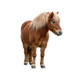 Miniature Pony with Fluffy Mane