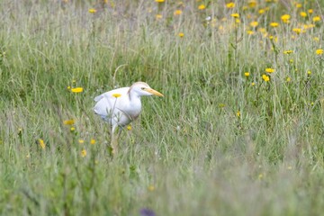 Close-up of a Cattle Egret (Bubulcus ibis) walking on green grass among blurred yellow wildflowers. Taken in Arrocampo Bird Park, Extremadura, Spain.
