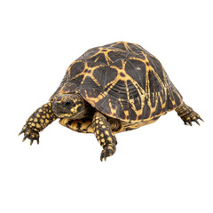 Obraz premium Indian Star Tortoise on White Background