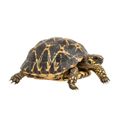 Obraz premium Indian Star Tortoise on White Background
