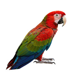 Fototapeta premium Scarlet Macaw Parrot on White Background