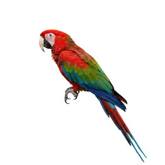 Obraz premium Scarlet Macaw Parrot on White Background