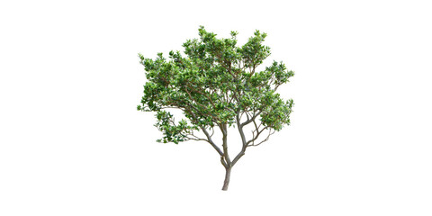 Obraz premium Green Tree. Nature And Environmental Conservation Concept Isolated On Transparent Background