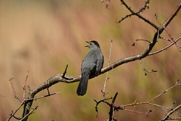 Gray Catbird perched on a twing singing