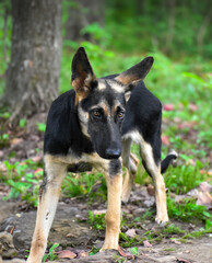 Portrait of a Young German Shepherd Puppy in the Park