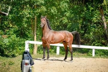 bay gelding in an arena