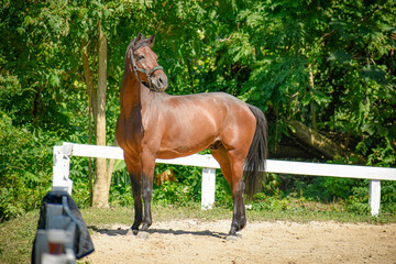 bay gelding in an arena