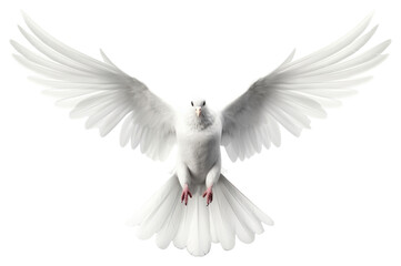 Obraz premium PNG Dove animal white bird.