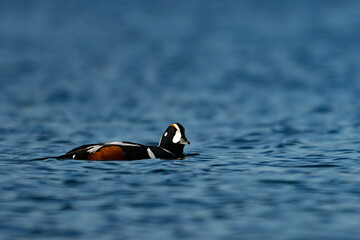 Colorful male Harlequin duck swimming on lake