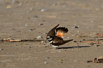 Killdeer pretending to be injured to protect nest