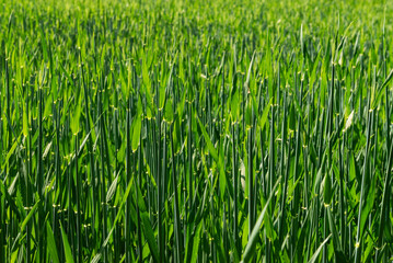 Green background of sprouts of cereal crops